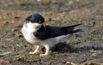 Gdje lastavice zimi - opis, karakteristike i zanimljivosti Zimujuća ili migratorna lasta