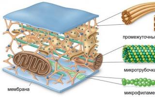 Структура и функции клетки